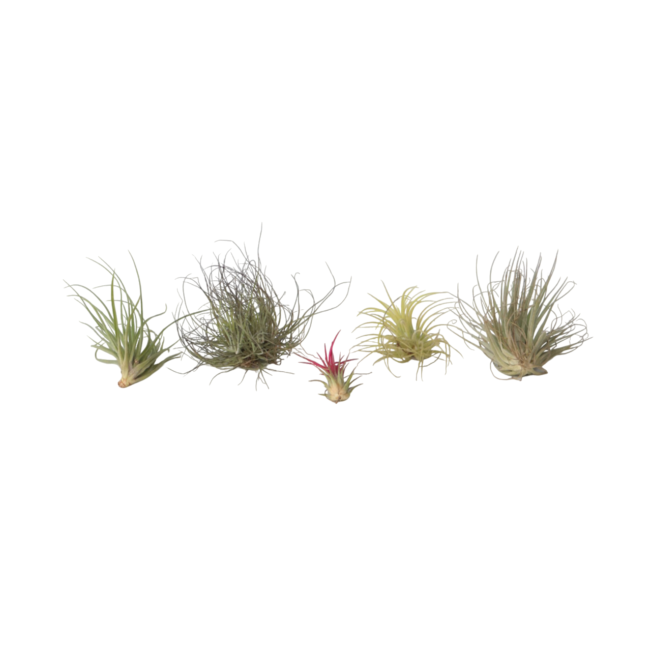 Air Plant - 6 pcs. - Tillandsia - Height 5-15cm - ⌀5cm