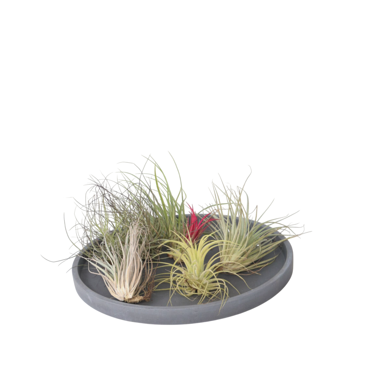 Air Plant - 6 pcs. - Tillandsia - Height 5-15cm - ⌀5cm