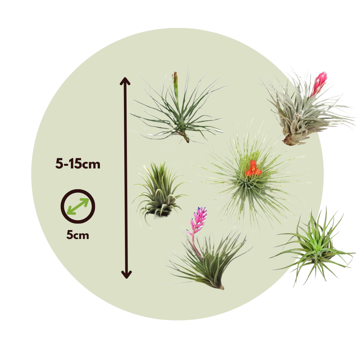 Air Plant - 6 pcs. - Tillandsia - Height 5-15cm - ⌀5cm