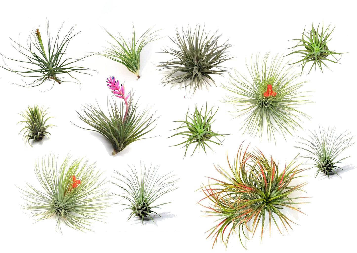Air Plant - 12 pcs. - Tillandsia - Height 5-15cm - ⌀5cm