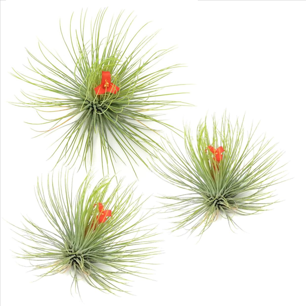 Air Plant - 3 pcs. - Tillandsia 'Andreana' - Height 5-15cm - ⌀5cm