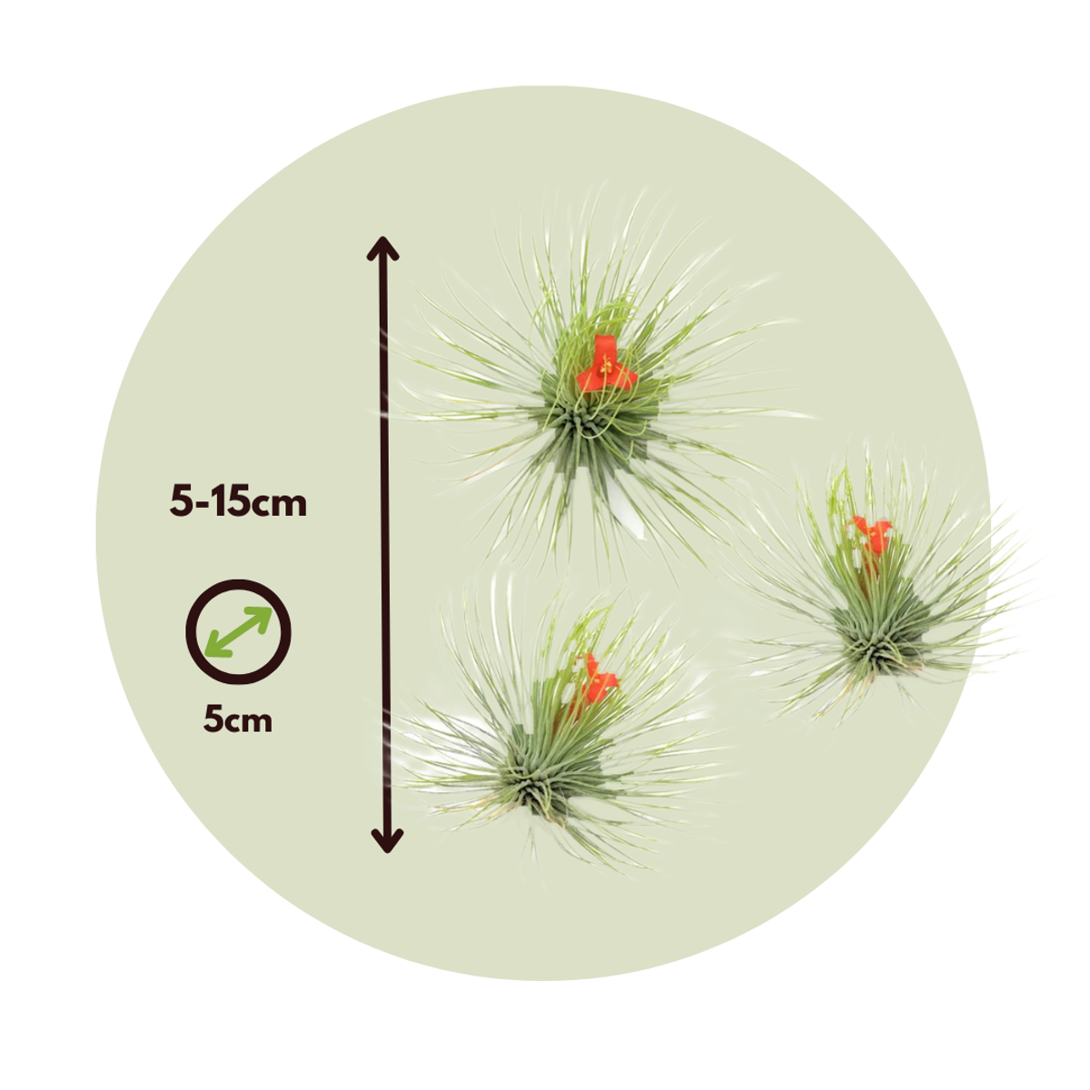 Air Plant - 3 pcs. - Tillandsia 'Andreana' - Height 5-15cm - ⌀5cm