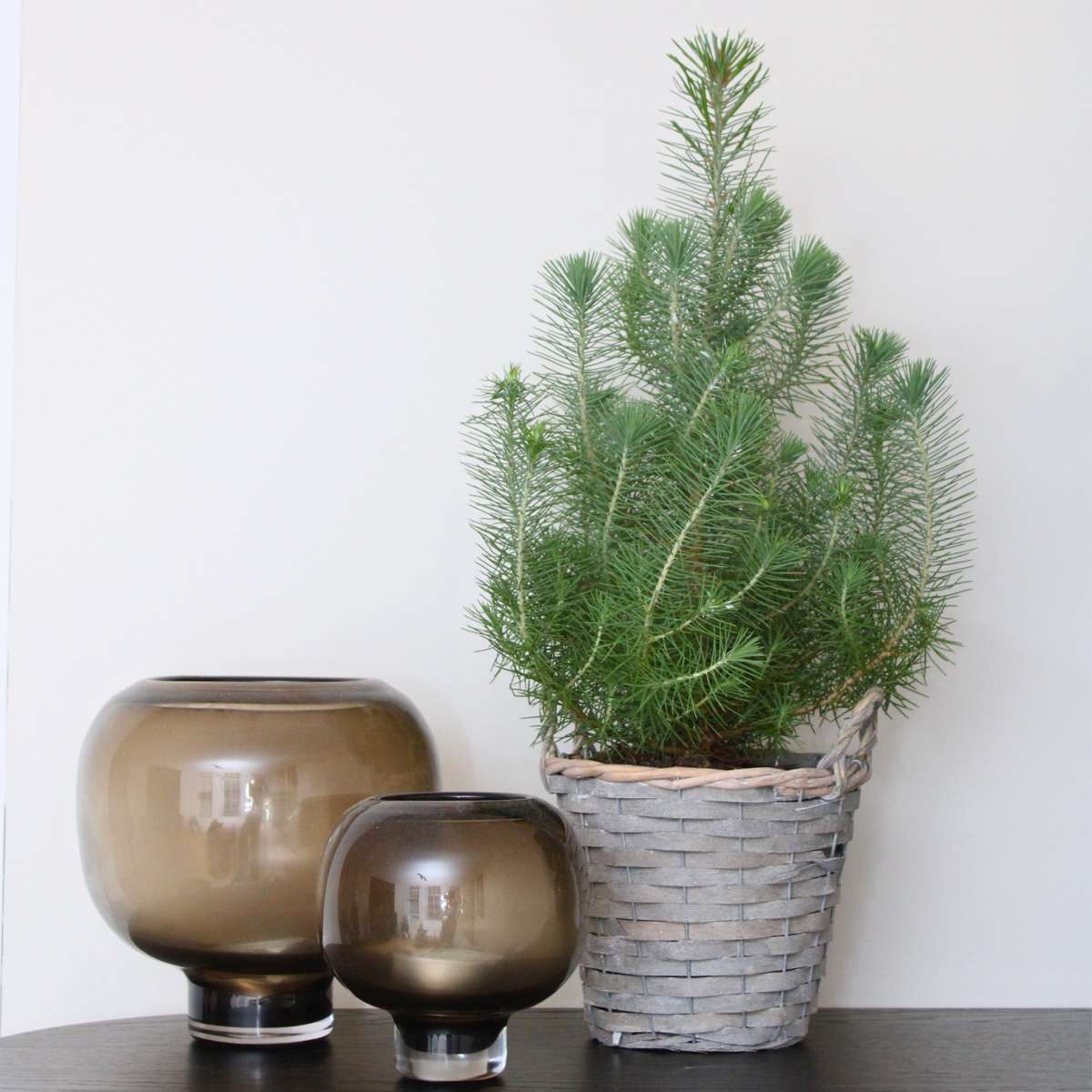 Stone pine - Pinus Pinea 'Silver Crest' - Height 40-50cm - ⌀15cm