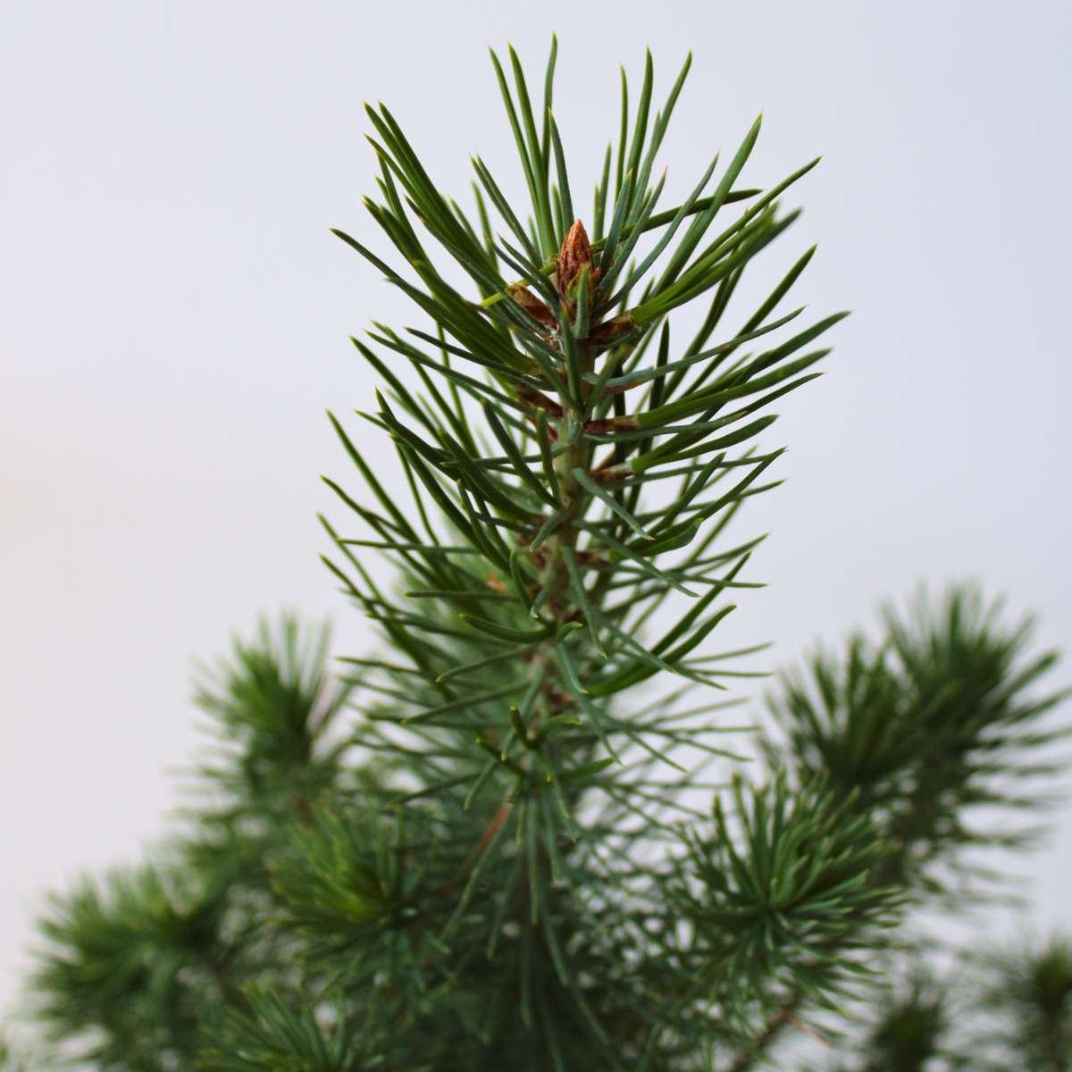 Stone pine - Pinus Pinea 'Silver Crest' - Height 40-50cm - ⌀15cm
