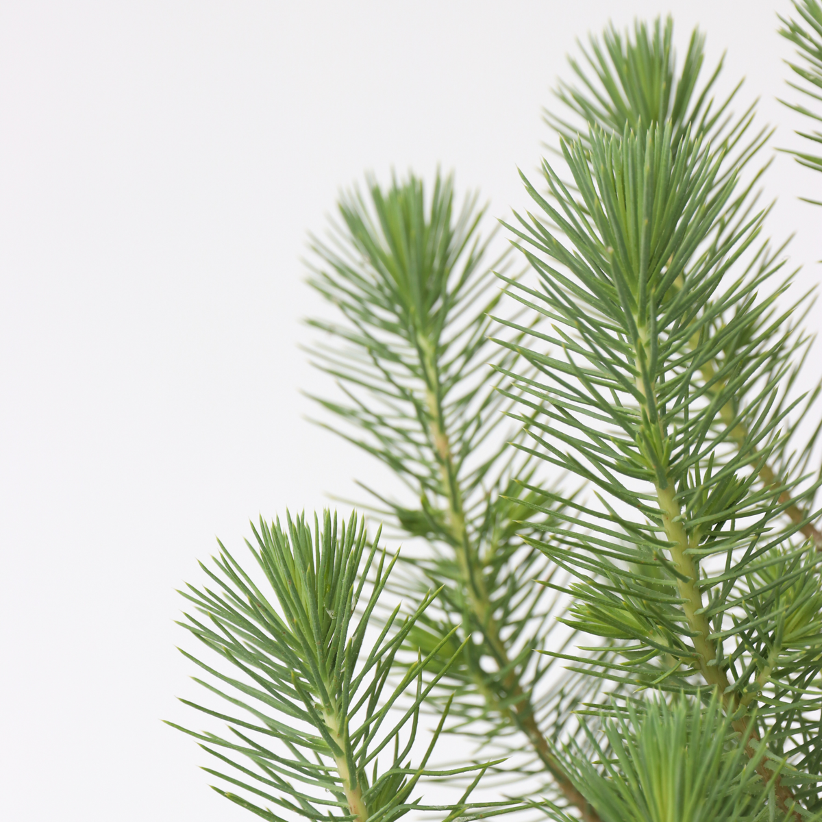 Stone pine - Pinus Pinea 'Silver Crest' - Height 40-50cm - ⌀15cm
