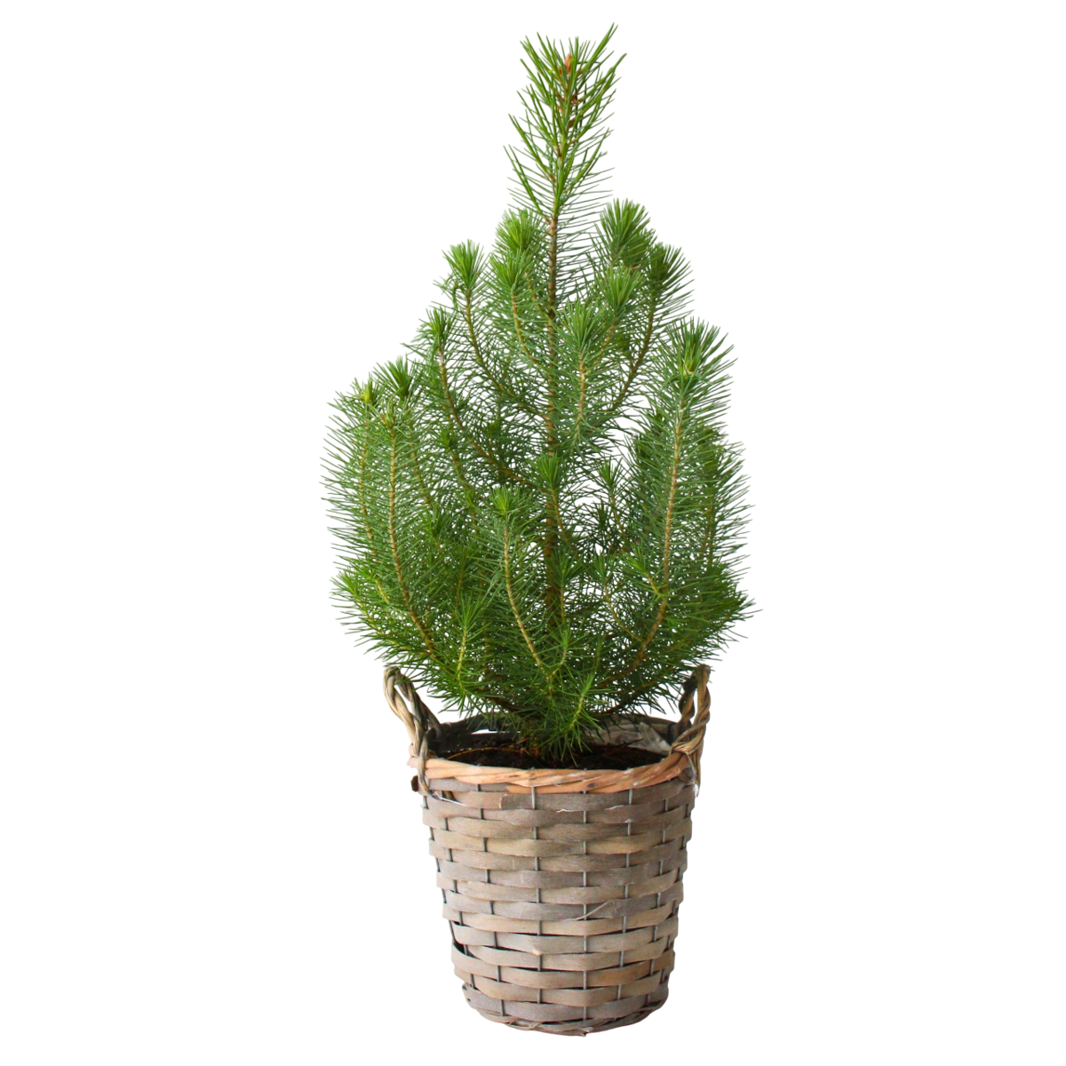 Stone pine - Pinus Pinea 'Silver Crest' - Height 40-50cm - ⌀15cm