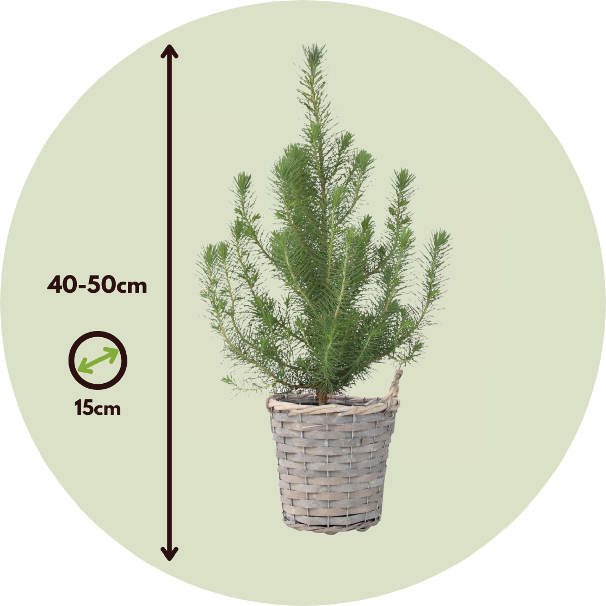 Stone pine - Pinus Pinea 'Silver Crest' - Height 40-50cm - ⌀15cm