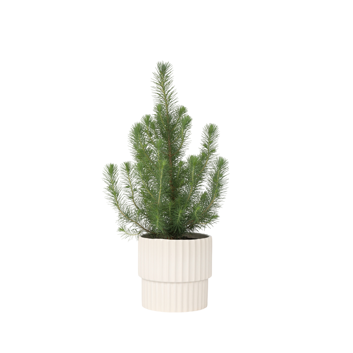 Stone pine - Pinus Pinea 'Silver Crest' - Height 45-55cm - ⌀17cm