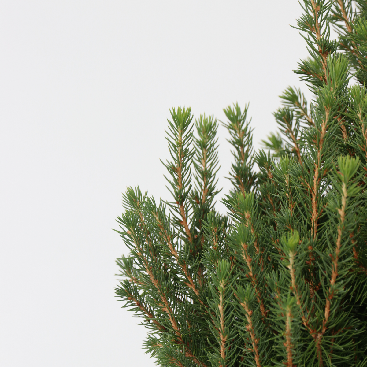 Dwarf Alberta Spruce - Picea glauca conica 'December' - Height 75cm - ⌀21cm