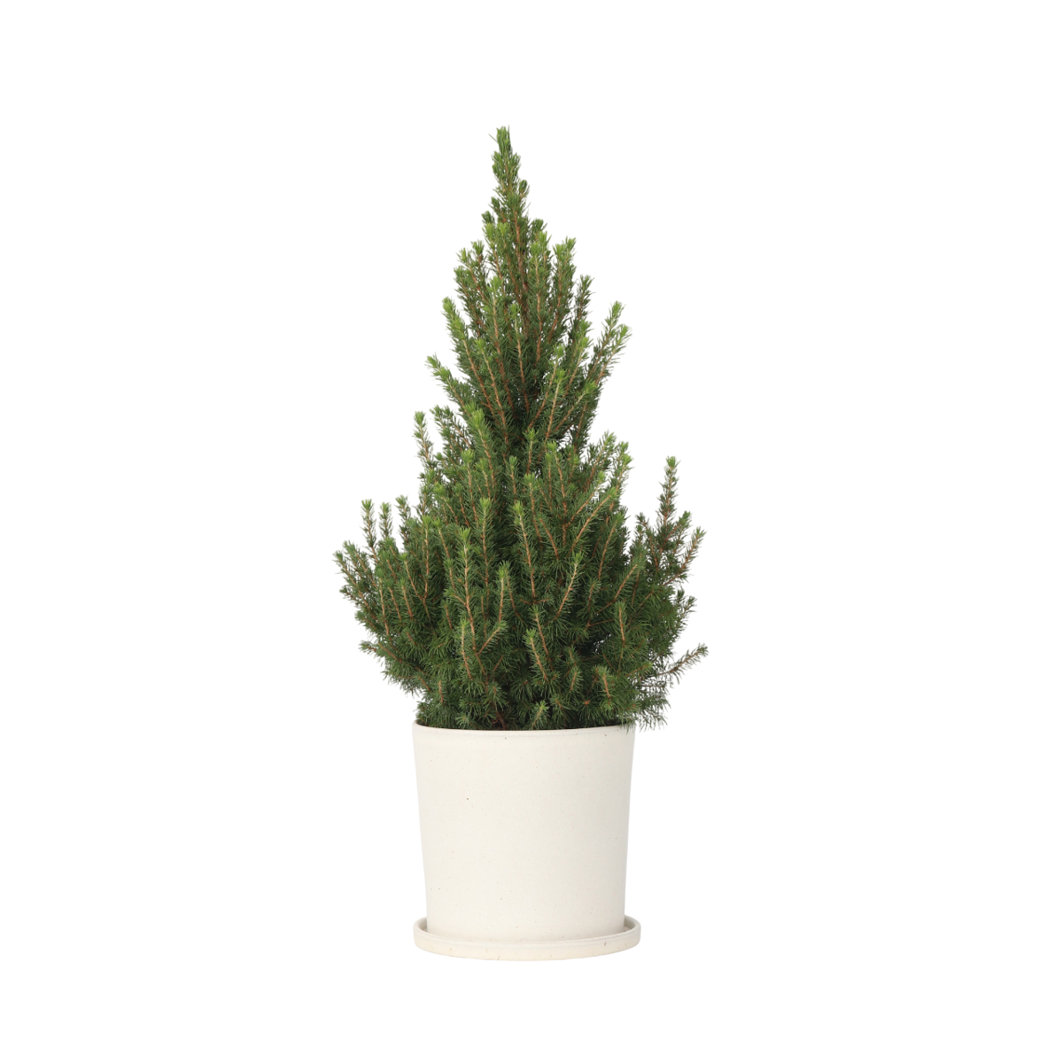 Dwarf Alberta Spruce - Picea glauca conica 'December' - Height 75cm - ⌀21cm