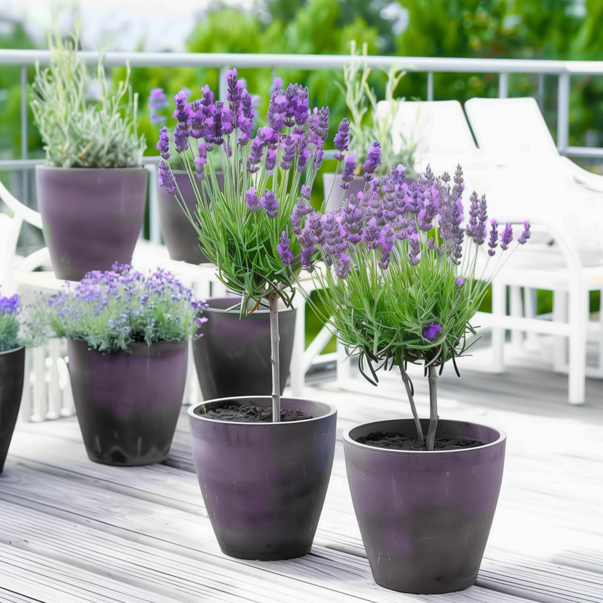 Lavande vraie - Set de 2 - Lavandula stoechas 'Anouk' - Hauteur 30-40cm - ⌀12cm