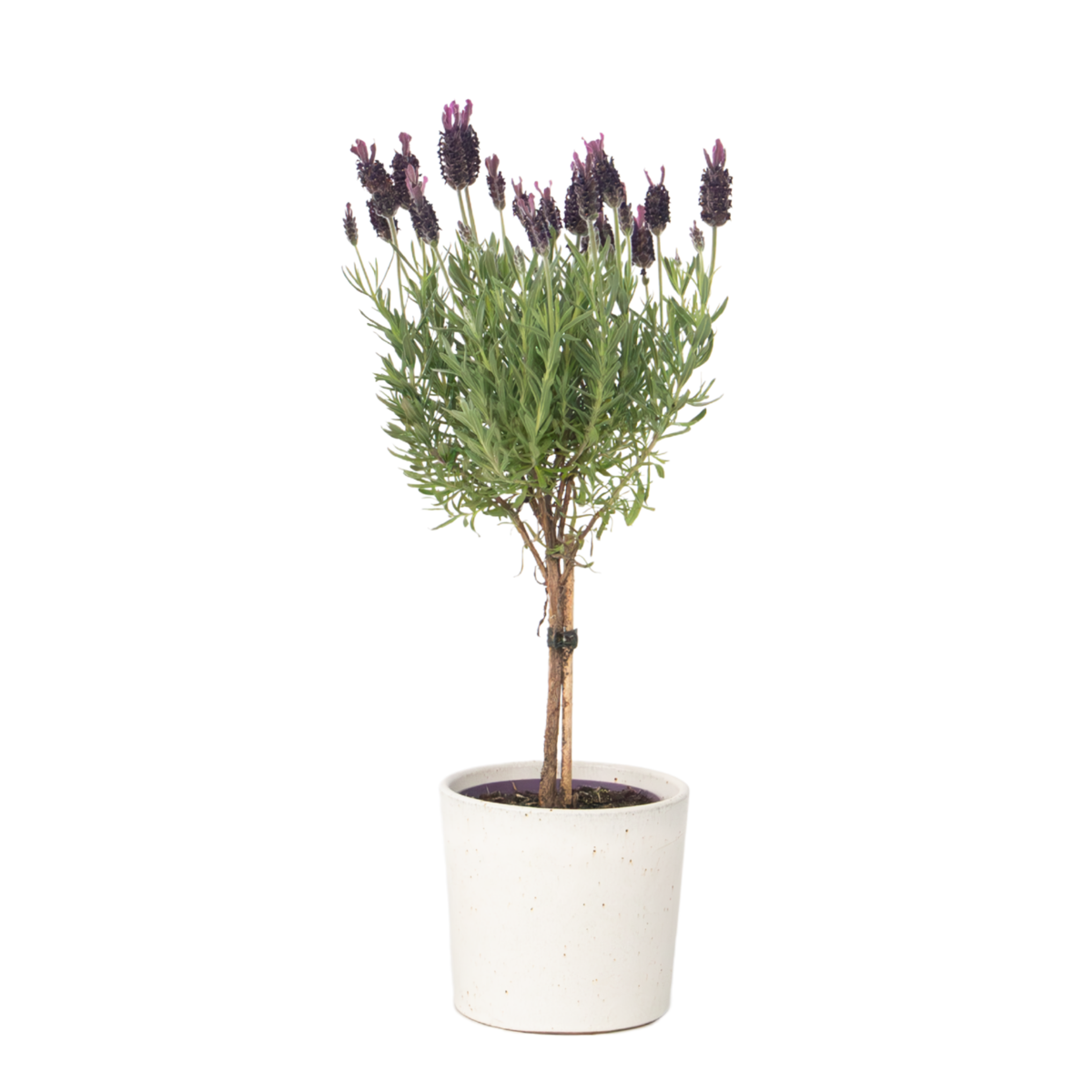 Lavande vraie - Lavandula stoechas 'Anouk' - Hauteur 30-40cm - ⌀12cm