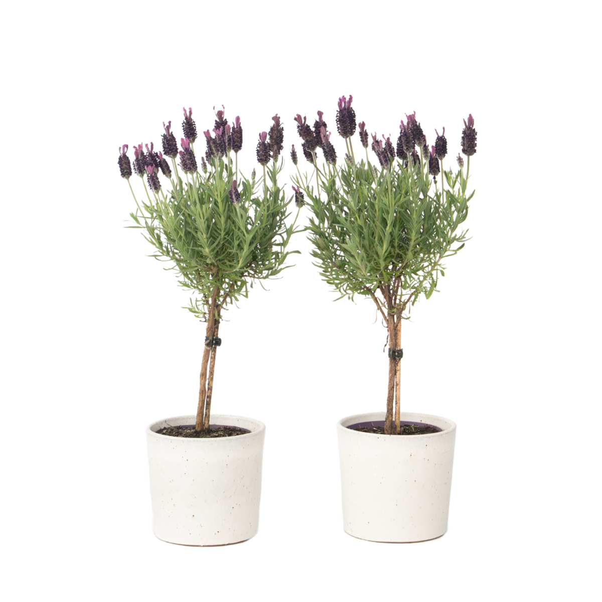 Lavande vraie - Set de 2 - Lavandula stoechas 'Anouk' - Hauteur 30-40cm - ⌀12cm