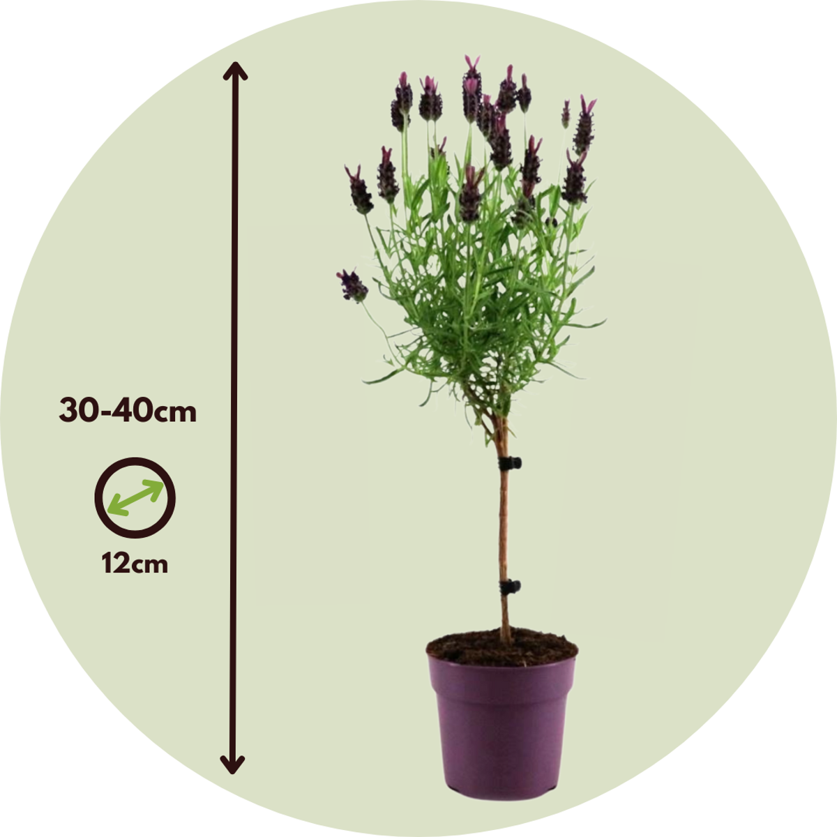 Lavande vraie - Set de 2 - Lavandula stoechas 'Anouk' - Hauteur 30-40cm - ⌀12cm