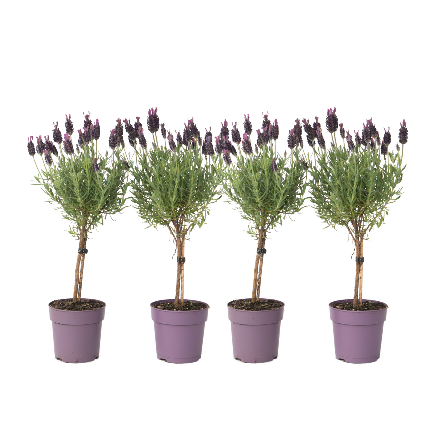 Lavandin - Set de 4 - Lavandula stoechas 'Anouk' - Hauteur 30-40cm - ⌀12cm