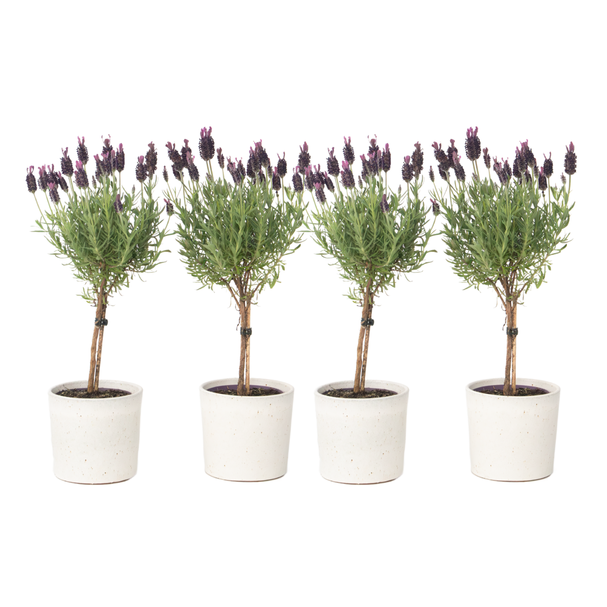 Lavandin - Set de 4 - Lavandula stoechas 'Anouk' - Hauteur 30-40cm - ⌀12cm