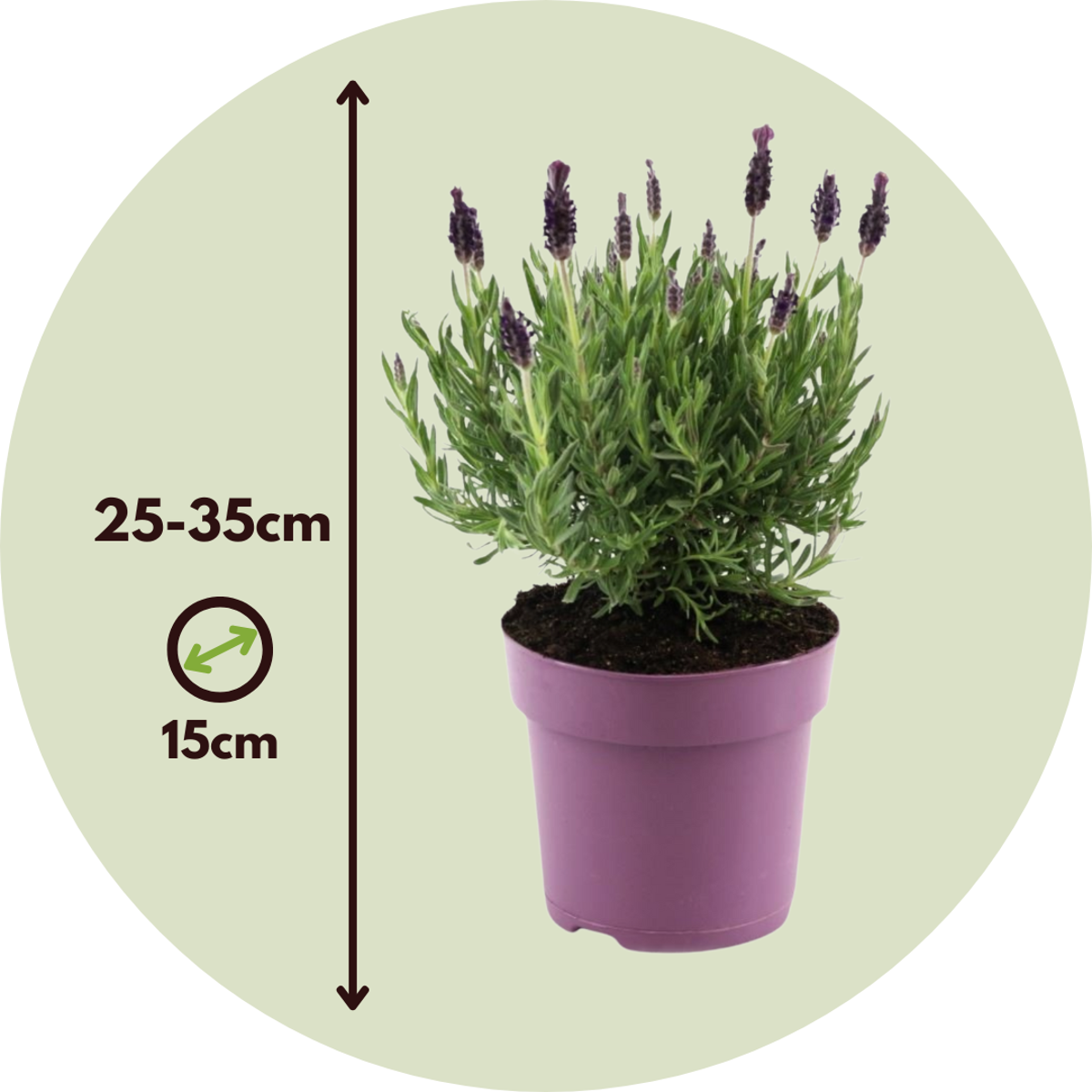 Lavande vraie - Set de 2 - Lavandula stoechas 'Anouk' - Hauteur 25-35cm - ⌀15cm