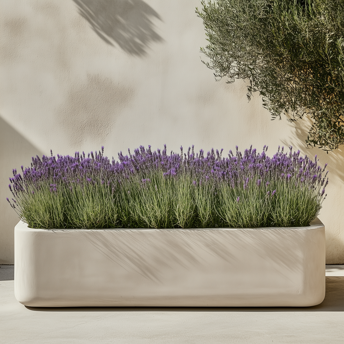 Lavande vraie - Set de 2 - Lavandula stoechas 'Anouk' - Hauteur 25-35cm - ⌀15cm