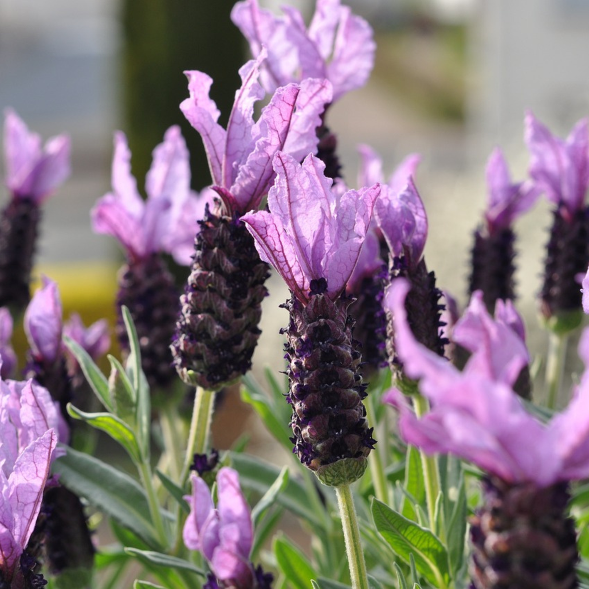 Lavande vraie - Set de 2 - Lavandula stoechas 'Anouk' - Hauteur 25-35cm - ⌀15cm