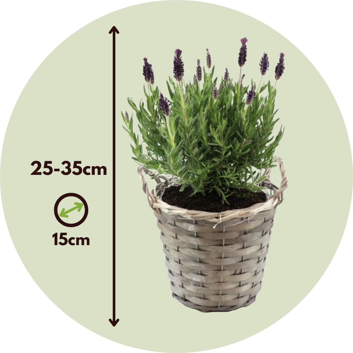 Lavande vraie - Set de 2 - Lavandula stoechas 'Anouk' - Hauteur 25-35cm - ⌀15cm