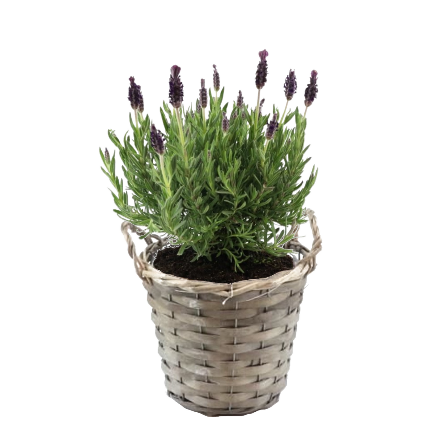 Lavande vraie - Lavandula stoechas 'Anouk' - Hauteur 25-35cm - ⌀15cm