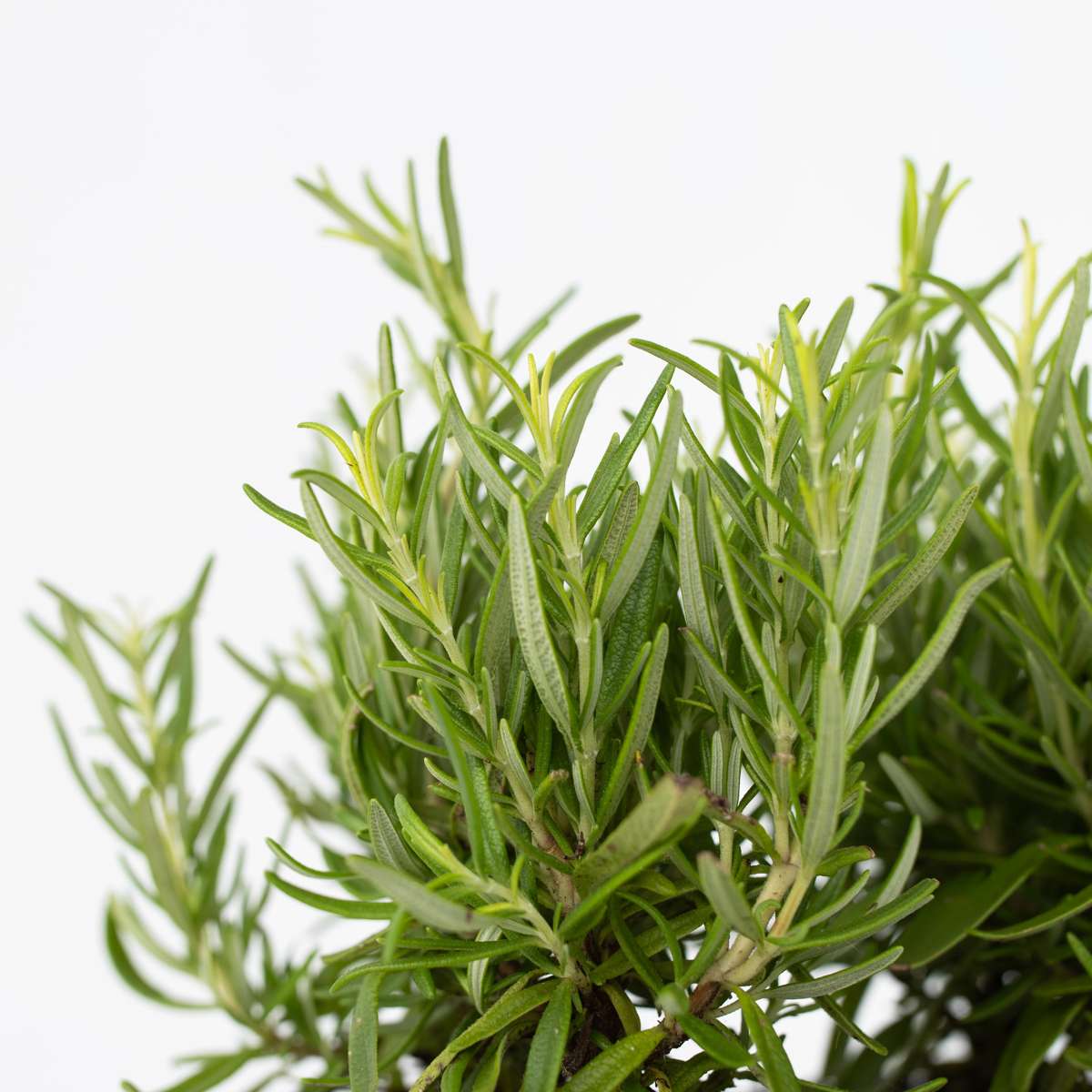 Romarin - Set de 12 - Rosmarinus officinalis - Hauteur 10-20cm - ⌀9cm