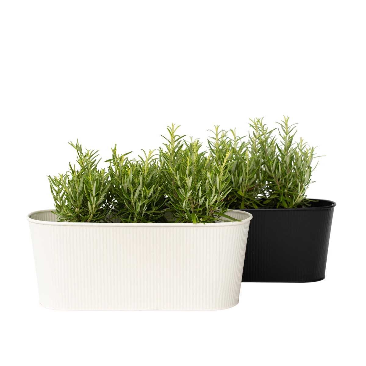 Romarin - Set de 12 - Rosmarinus officinalis - Hauteur 10-20cm - ⌀9cm