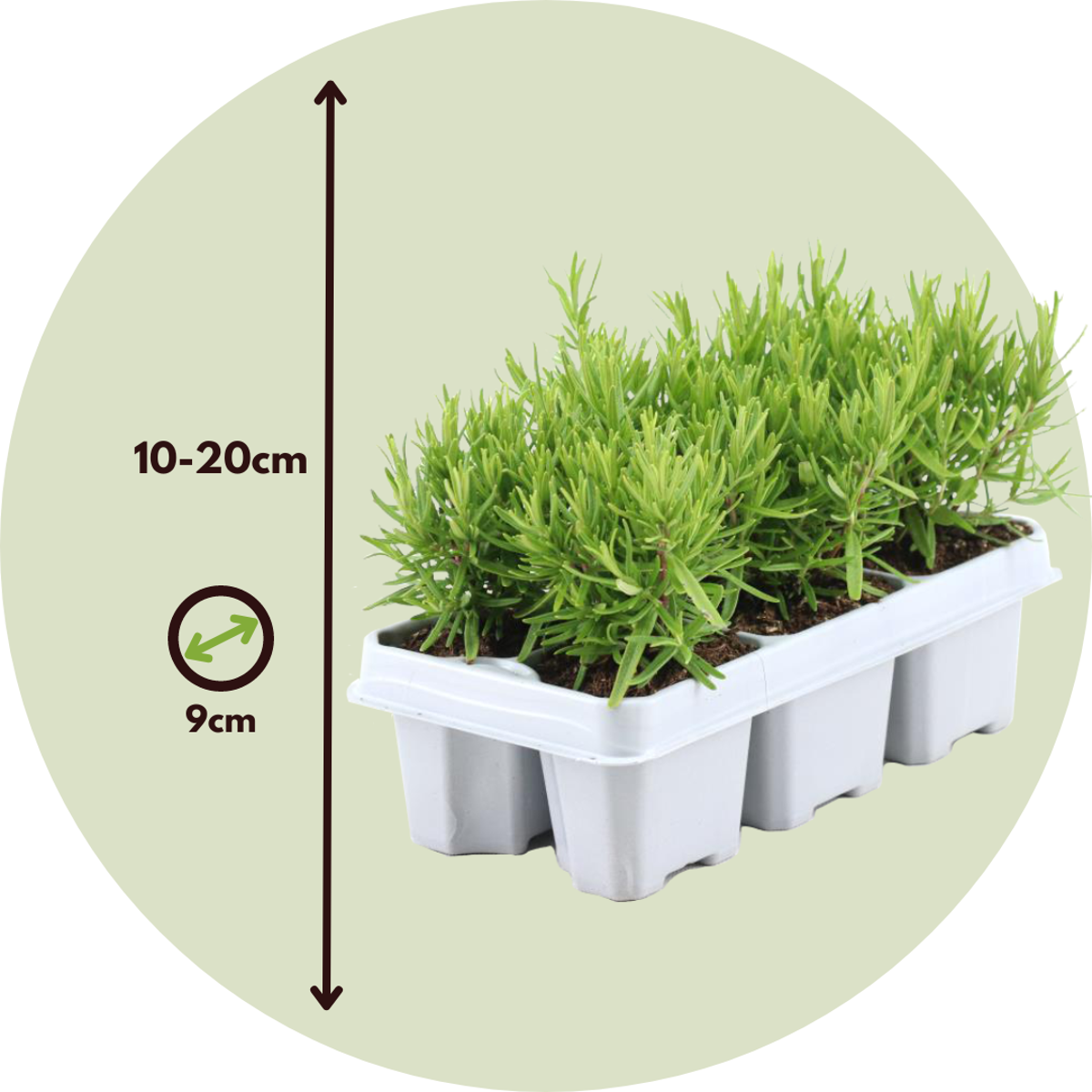 Romarin - Set de 12 - Rosmarinus officinalis - Hauteur 10-20cm - ⌀9cm