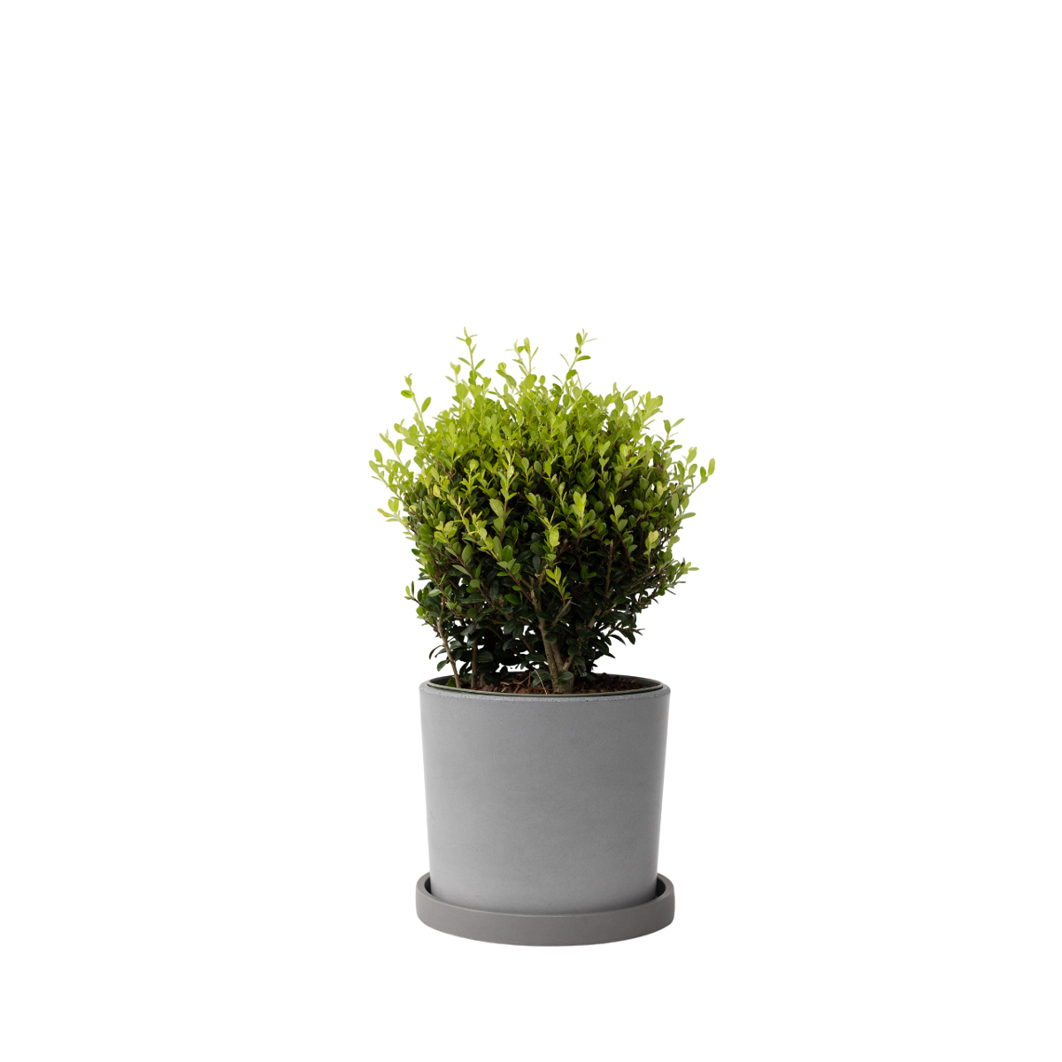 Houx crenelé - Ilex crenata 'Jenny' - Hauteur 30-40cm - ⌀17cm
