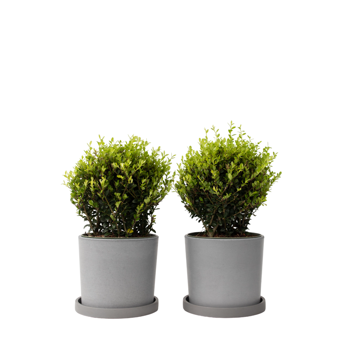 Houx crenelé - Ilex crenata 'Jenny' - Hauteur 30-40cm - ⌀17cm