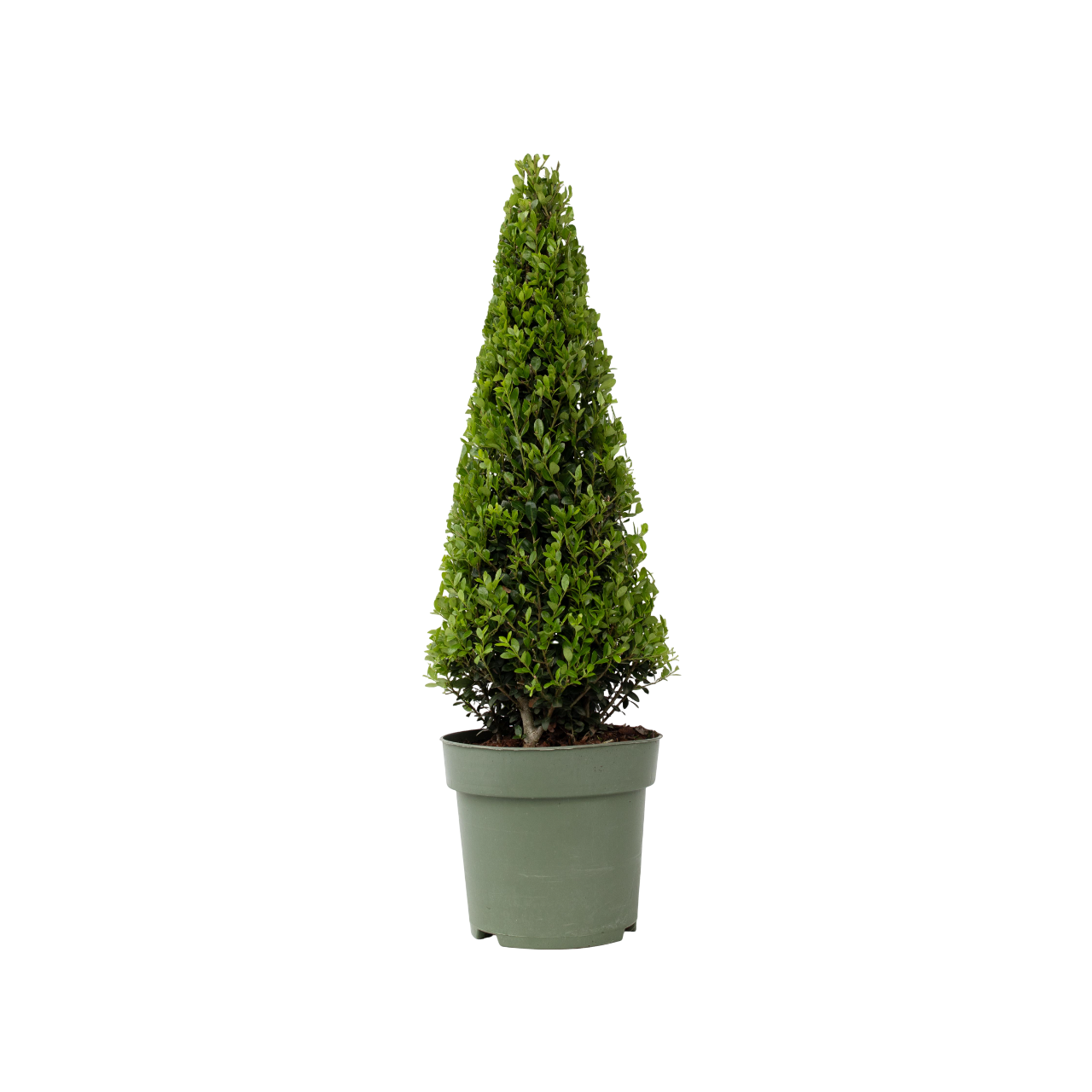 Houx crenelé - Ilex crenata 'Jenny' - Hauteur 55-65cm - ⌀21cm