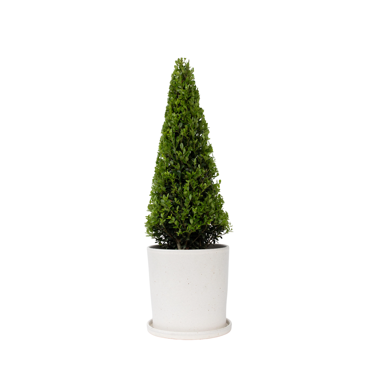 Houx crenelé - Ilex crenata 'Jenny' - Hauteur 55-65cm - ⌀21cm