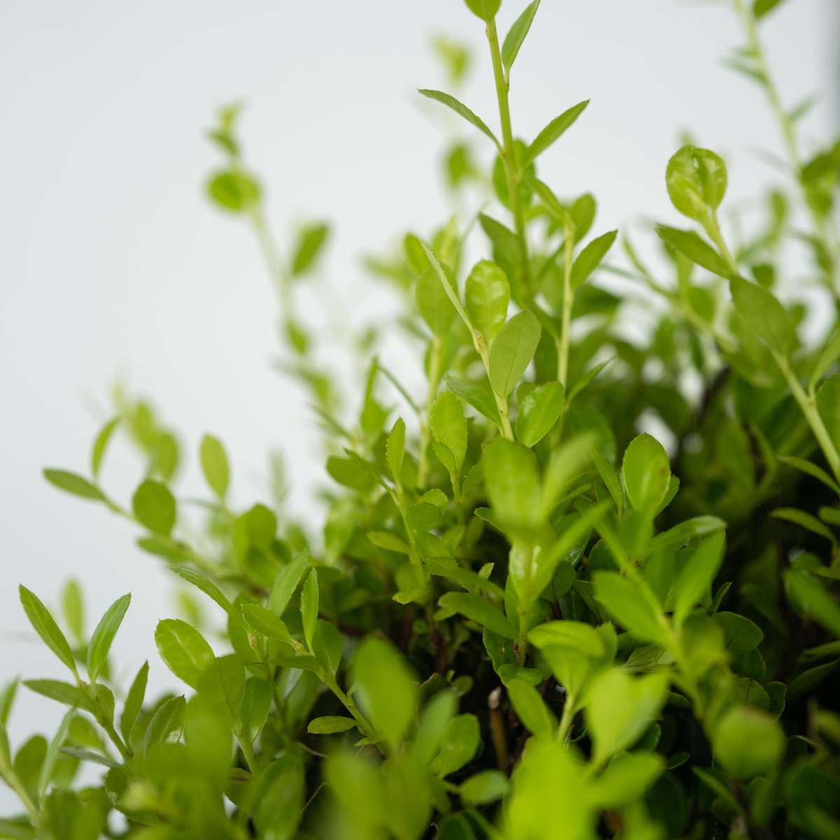 Houx crenelé - Set de 2 - Ilex crenata 'Jenny' - Hauteur 55-65cm - ⌀21cm