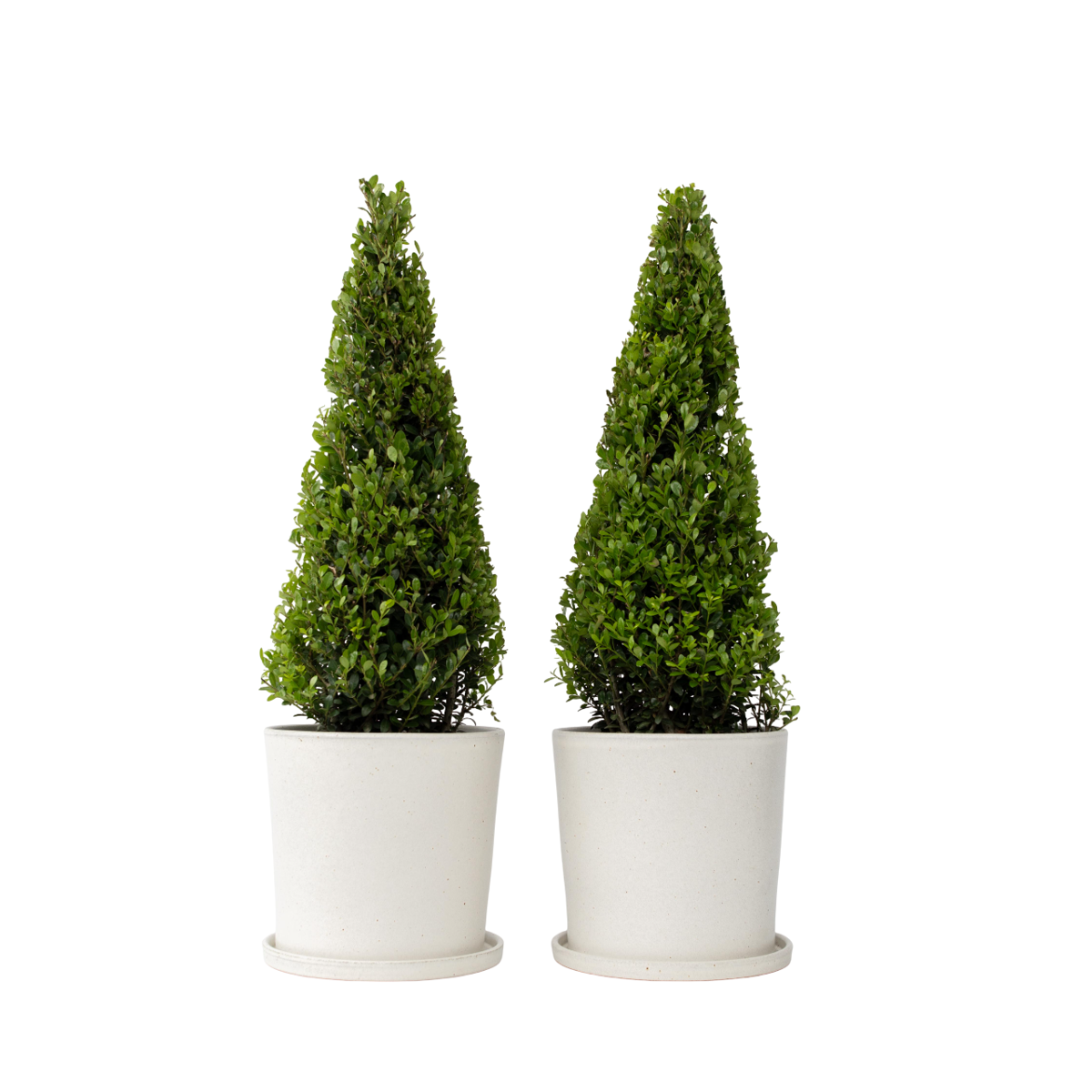Houx crenelé - Set de 2 - Ilex crenata 'Jenny' - Hauteur 55-65cm - ⌀21cm