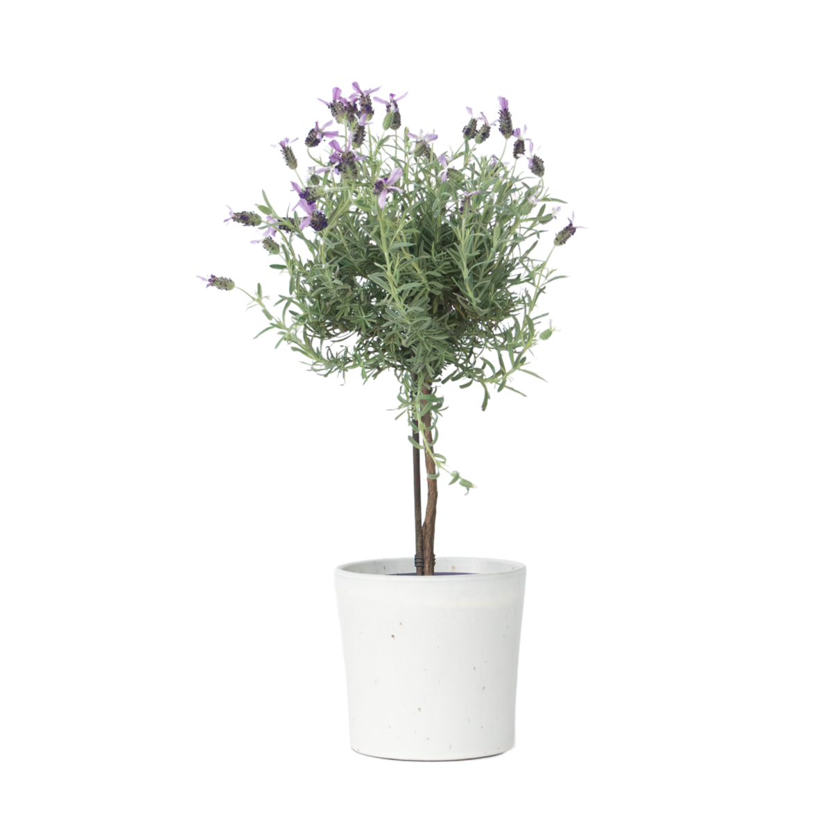 Lavande vraie - Lavandula stoechas 'Anouk' - Hauteur 45-55cm - ⌀15cm