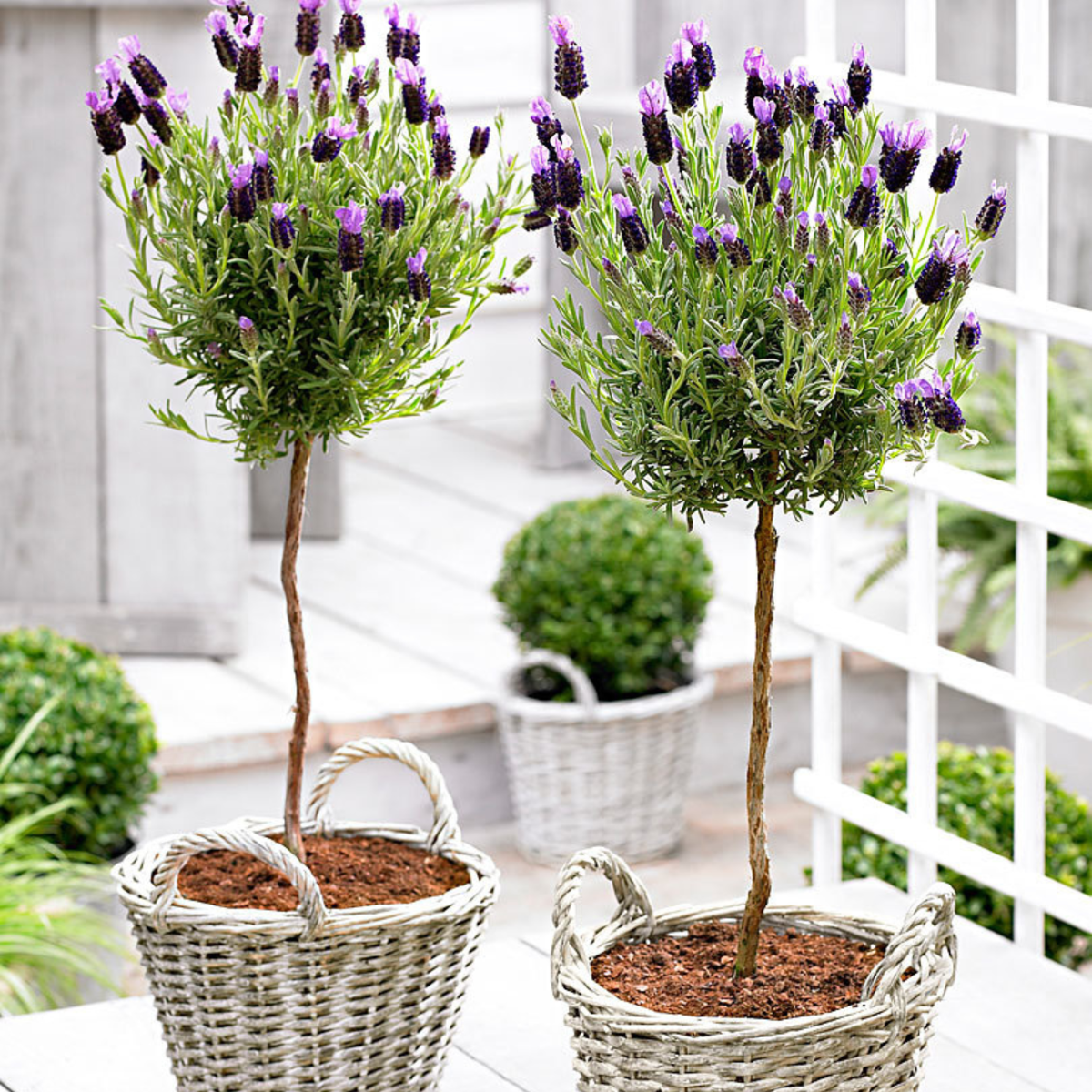 Lavande vraie - Set de 2 - Lavandula stoechas 'Anouk' - Hauteur 45-55cm - ⌀15cm