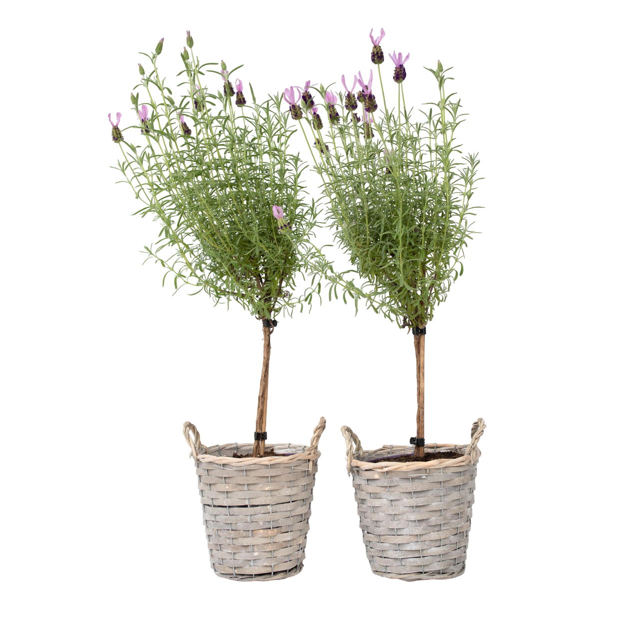Lavande vraie - Set de 2 - Lavandula stoechas 'Anouk' - Hauteur 45-55cm - ⌀15cm