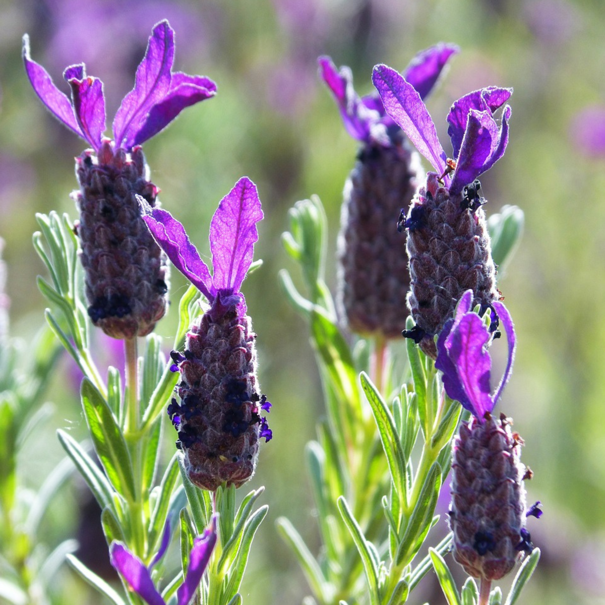 Lavender - 2 pcs. - Lavandula stoechas 'Anouk' - Height 45-55cm - ⌀15cm