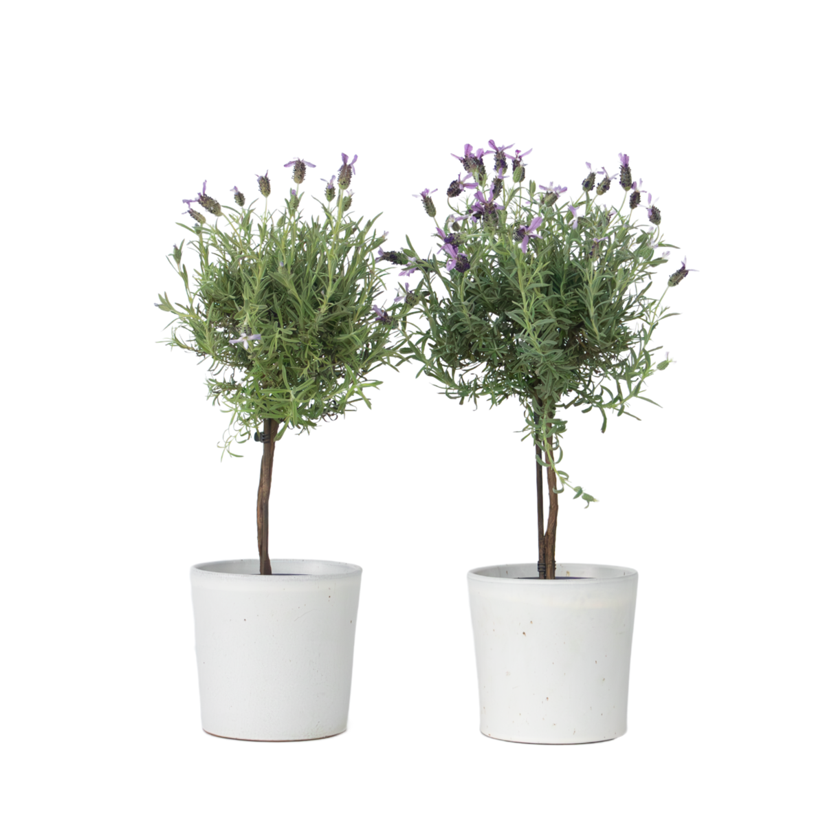 Lavande vraie - Set de 2 - Lavandula stoechas 'Anouk' - Hauteur 45-55cm - ⌀15cm