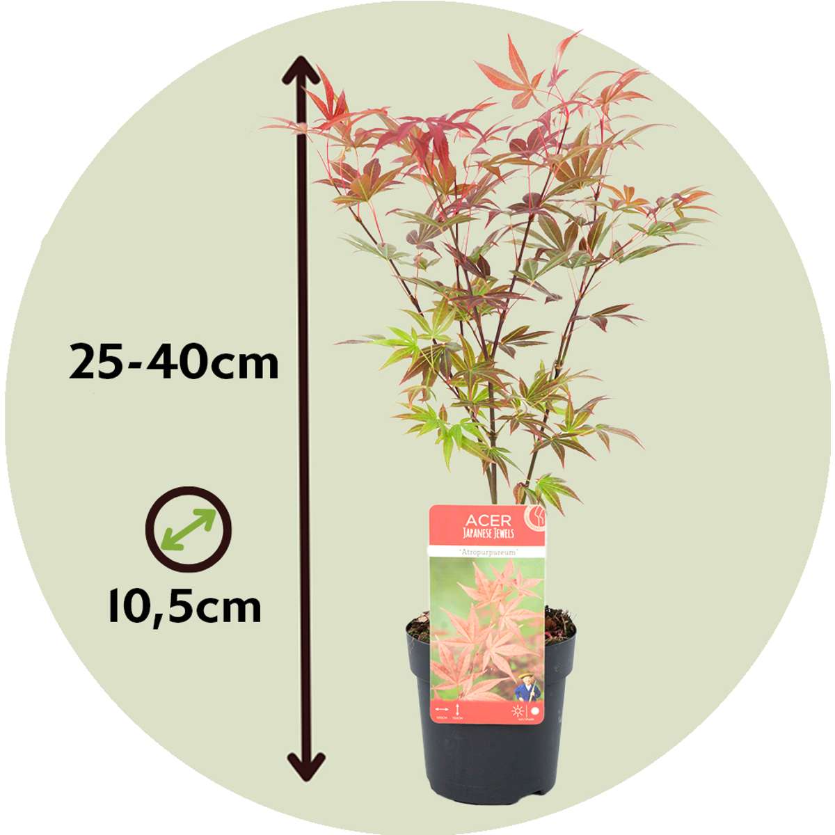 Japanese maple - 8 pcs. - Acer palmatum - Height 25-40cm - ⌀10,5cm