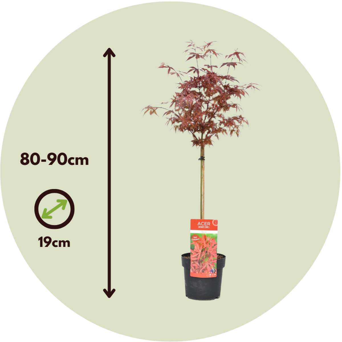 Japanese maple - Acer palmatum 'Shaina' - Height 80-90cm - ⌀19cm