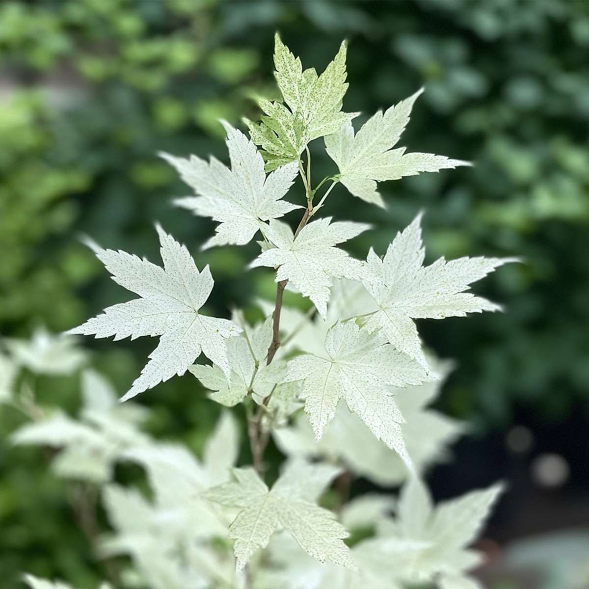 Érable du Japon - Acer palmatum 'Ukigumo' - Hauteur 50-60cm - ⌀19cm