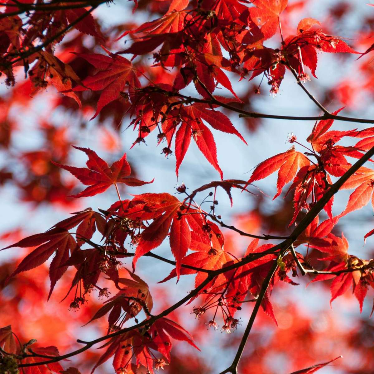 Japanese maple - 2 pcs. - Acer palmatum 'Atropurpureum' - Height 60-70cm - ⌀19cm