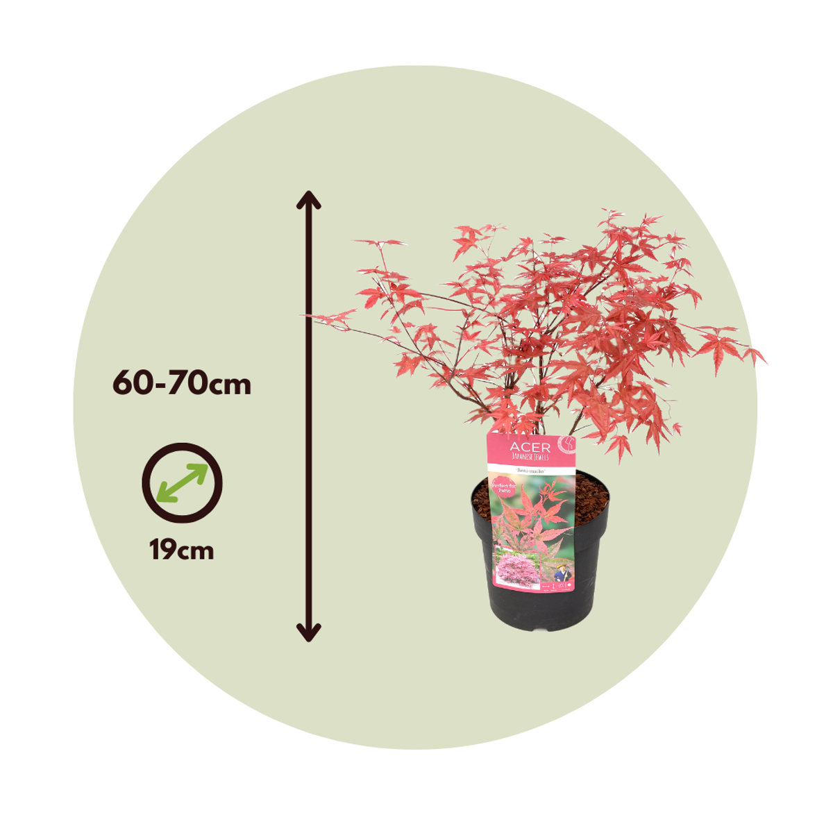 Japanese maple - Acer palmatum 'Beni Maiko' - Height 60-70cm - ⌀19cm
