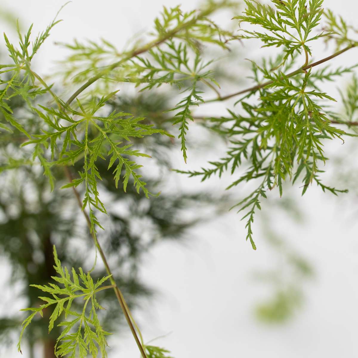 Japanese maple - 2 pcs. - Acer 'Garnet', Acer 'Emerald Lace' - H60-70cm - ⌀19cm