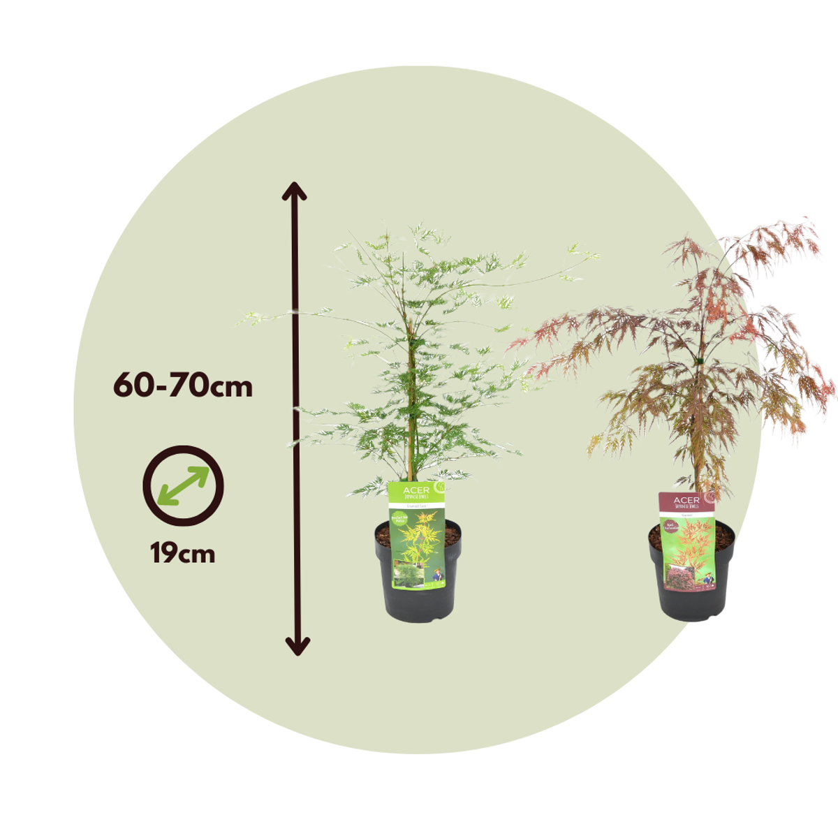 Japanese maple - 2 pcs. - Acer 'Garnet', Acer 'Emerald Lace' - H60-70cm - ⌀19cm