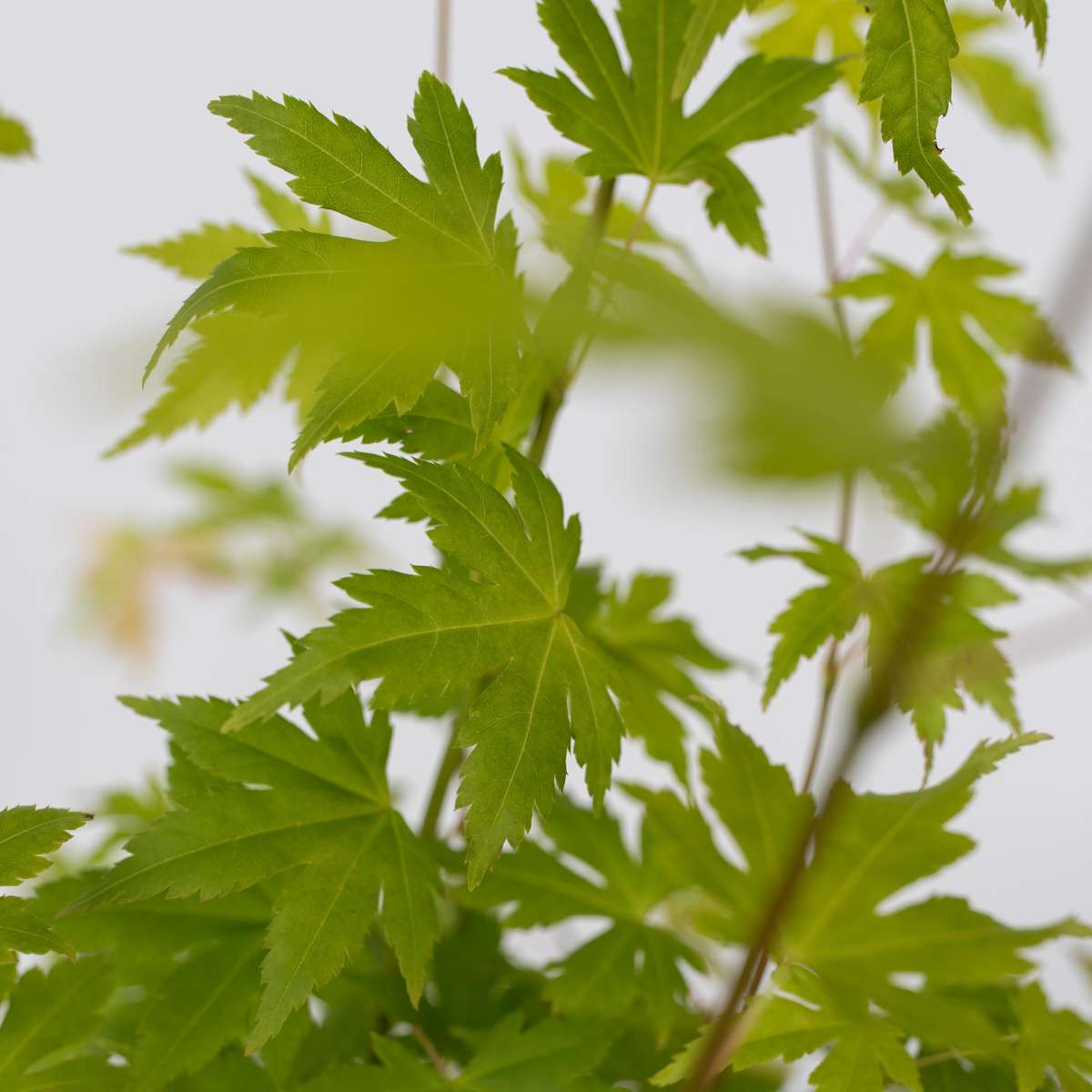 Japanese maple - Acer palmatum 'Orange Dream' - Height 25-40cm - ⌀10,5cm