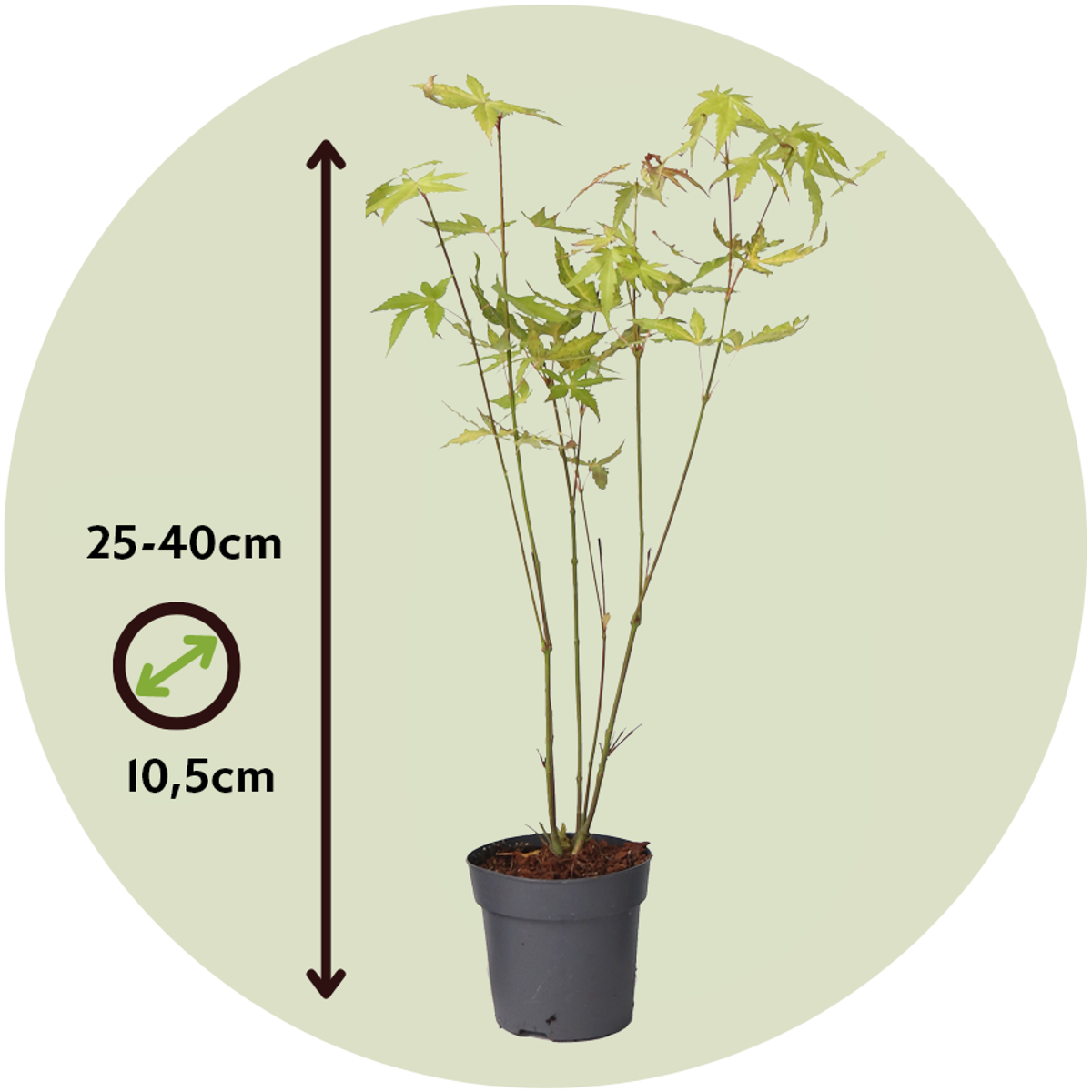 Japanese maple - Acer palmatum 'Orange Dream' - Height 25-40cm - ⌀10,5cm