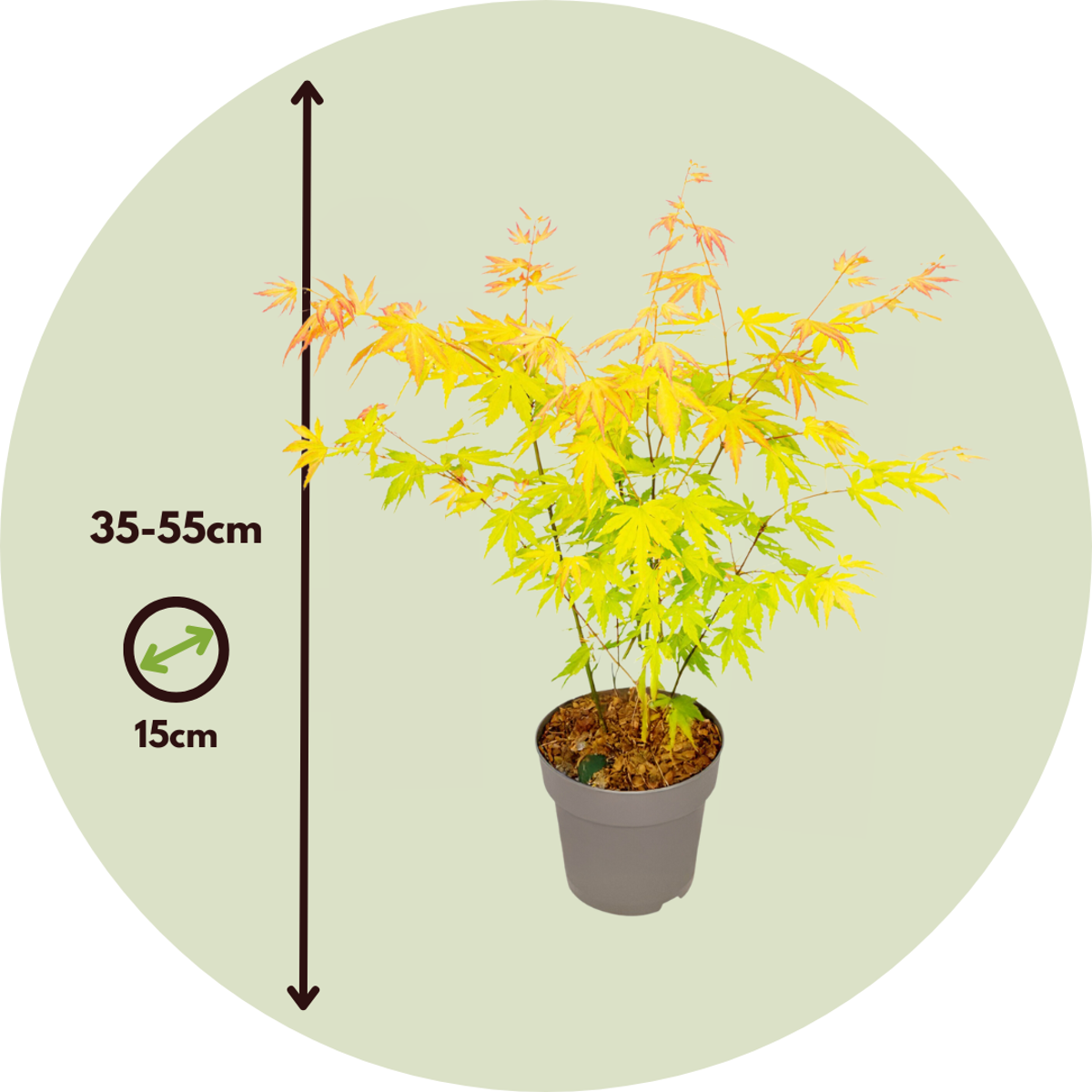 Japanese maple - 2 pcs - Acer palm. 'Orange Dream' - Height 35-55cm - ⌀15cm