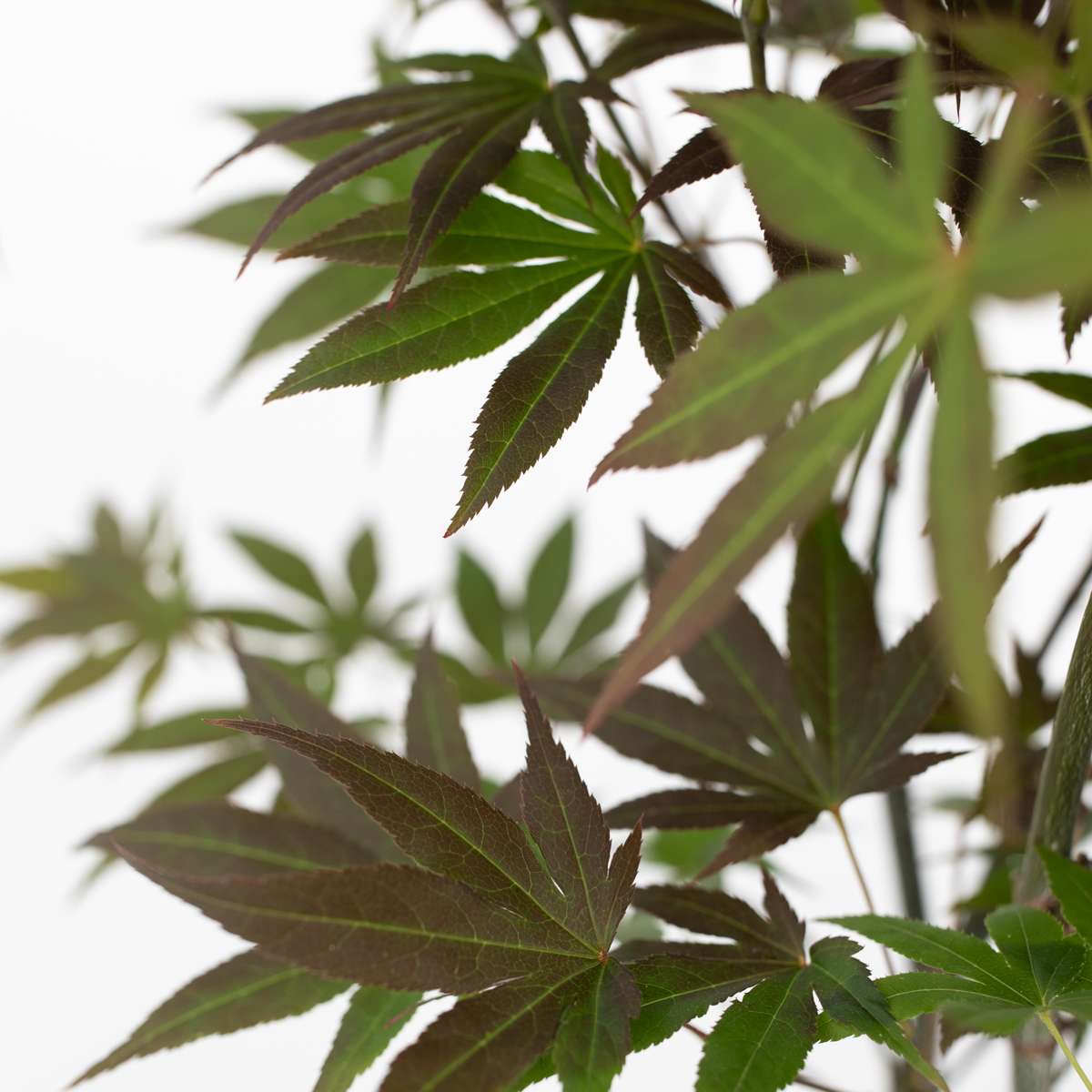 Japanese maple - 3 pcs. - Acer palmatum - Height 60-70cm - ⌀19cm